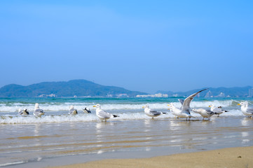 Fototapeta na wymiar 青空と青い海、砂浜に戯れるカモメ