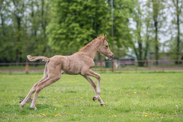 Ponyfohlen galoppiert auf der Weide