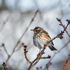 A Redwing ( Turdus iliacus) in a bare cherry tree in winter, a regular Scandinavian winter visiting thrush to the UK.