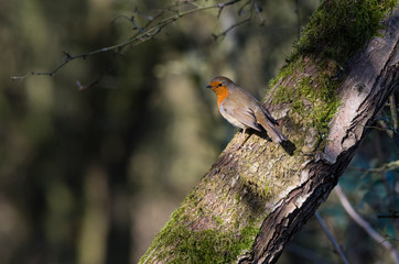 European robin (Erithacus rubecula) in dappled light in a woodland setting with copy space.