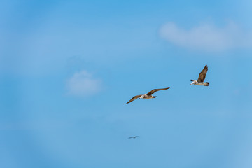 Obraz premium 青い夏空を舞うカモメ