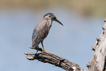 Héron strié,.Butorides striata, Striated Heron