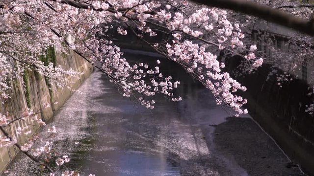 風に舞い散る神田川の桜