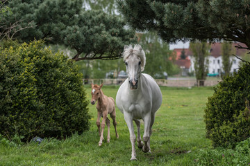 Fototapeta premium Schimmelstute mit Fohlen