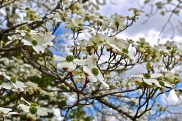 Dogwood Blossoms