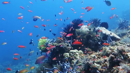 Healthy coral reef with variety of fish and underwater wildlife.