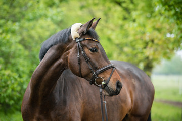 Obraz premium Warmblut Pferd Portrait