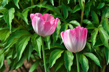 Fototapeta premium Pink tulips.