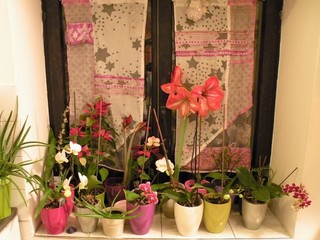 A window full of flowers in decorative pots.Hippeastrum amaryllis pink, red and white flower and orchids of different colors.