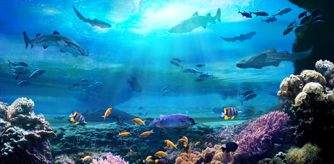 Fototapeta na wymiar Underwater view of the coral reef. Life in the ocean.