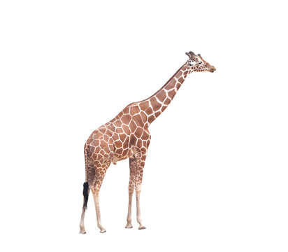 Big giraffe standing isolated on white background with clipping path