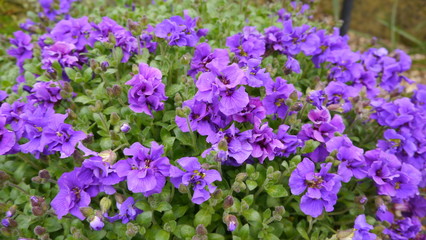 Fototapeta premium Aubrieta Gloriosa Purple Flowering Alpine Plant