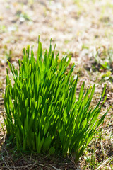 Green fresh grass. Bushes of young plants.