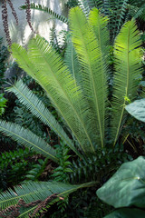 An exotic fern in shade