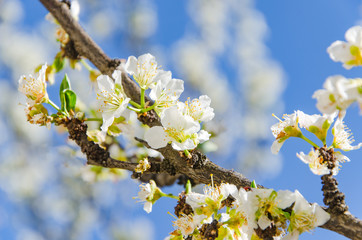branch of blossom tree