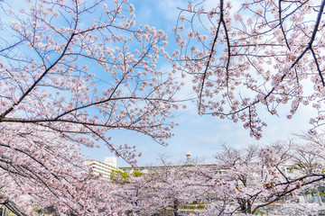 満開の桜の花