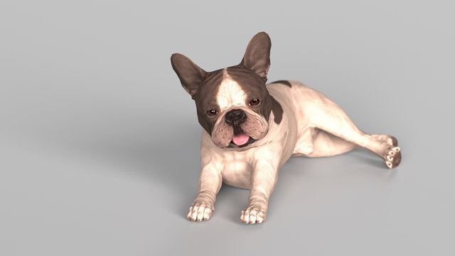 French bulldog tonque out resting and laying on floor  3d render