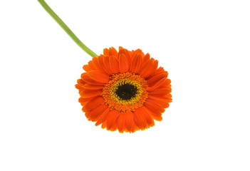 red gerbera flower isolated on white background