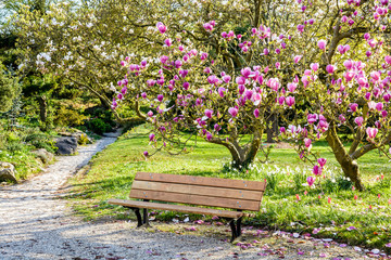 A wooden bench under a blossoming magnolia tree in a public garden at the end of a sunny spring day.