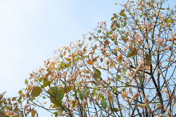 高砂市向島公園・春景色の青空