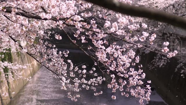 風に舞い散る神田川の桜