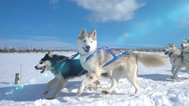 Dogs harnessed by dogs breed Husky pull sled with people, slow motion, Video loop