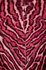 feline fur background textures