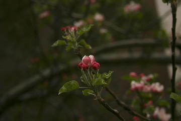 BORN IN THE TREE