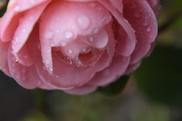 乙女椿～Otome Camelia.