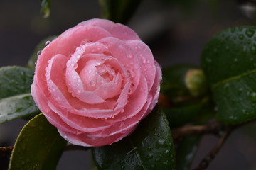 乙女椿～Otome Camelia.