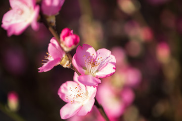 Fototapeta na wymiar Kirschblüte, Kirschblüten im Frühling