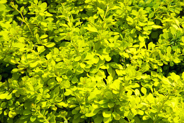Green leaves as background