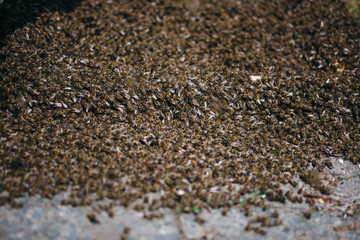 Bienen 