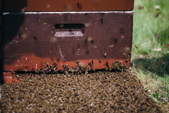 einflug in den Bienenstock 