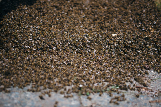 Bienen 