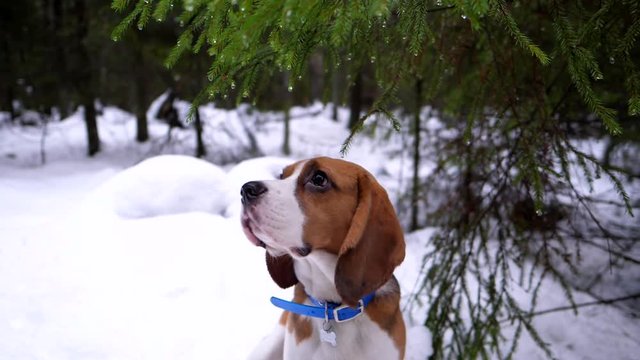 Miserable dog sitting under wet fir tree, branch begin to shake and water drops fall down on head of poor looking beagle. Doggy look up and sniff air, then resign oneself and stay still under shower