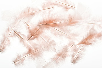 seamless background with beige feathers isolated on white