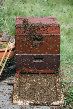 Bienen 