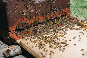 Bienen beim einschwärmen in die Beute