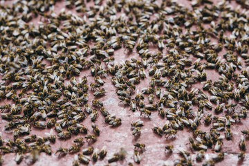Bienenschwarm beim einschwärmen in eine neue Beute