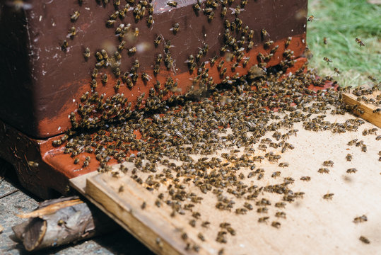 Bienen beim einschw&auml;rmen in die Beute