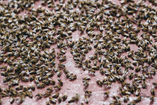 Bienenschwarm beim einschw&auml;rmen in eine neue Beute