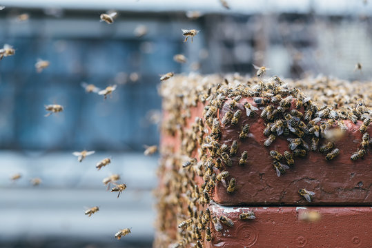 Bienen 
