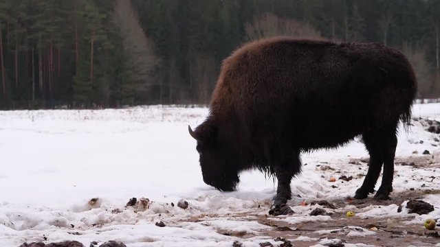 Unblooded bison animal stand against snowy field, rise head and show tongue, slow motion shot. Preservation area for rare wild animals at forested place.
