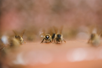 Bienen 