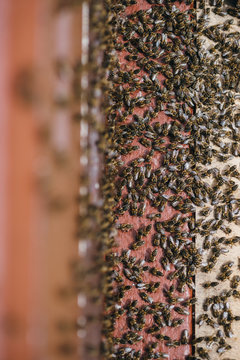 Bienen 