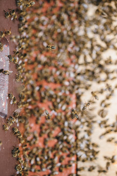 Bienen 