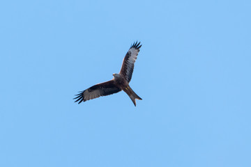 Red Kite in powerful flight