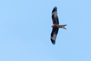 Beautiful flying Red Kite