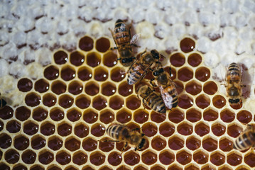 Bienen 